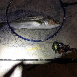 アジングロッドで、、、