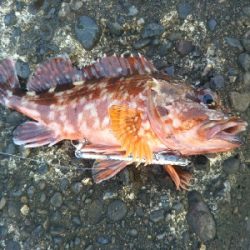 辰巳でガッシー