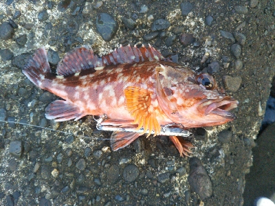 辰巳でガッシー