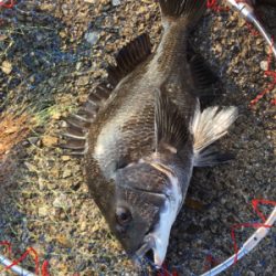 猛暑なか劇シブ！