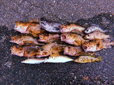 沖家室島でガシリング