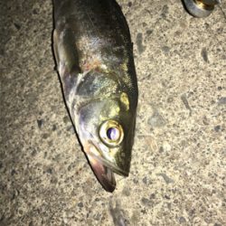 アジングのつもりが…