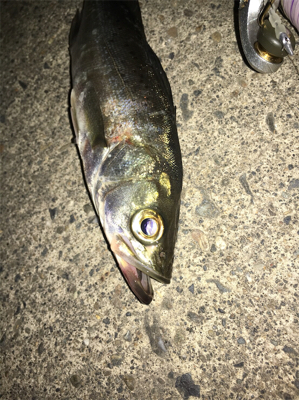 アジングのつもりが…