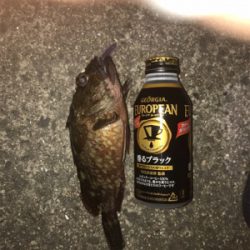 セアカゴケグモに注意