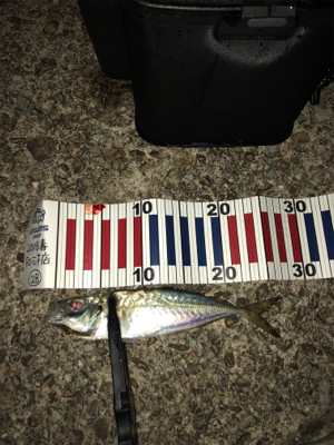 リハビリアジング