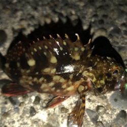 カサゴ狙い…ではない…