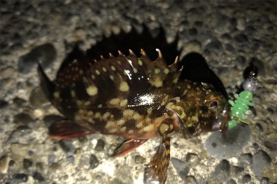 カサゴ狙い…ではない…