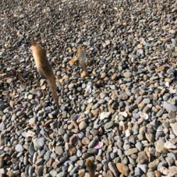 灼熱のキス釣り