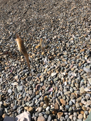 灼熱のキス釣り