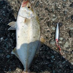 2018年7月19日釣行in福吉漁港