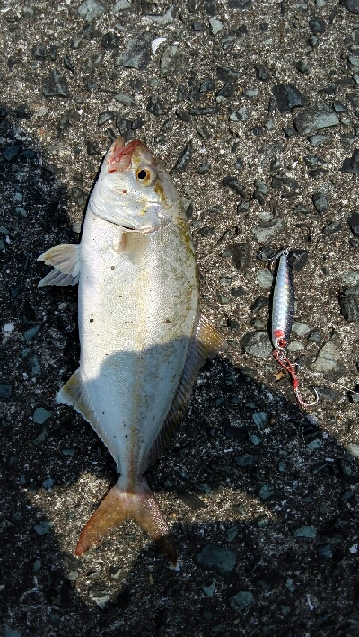 2018年7月19日釣行in福吉漁港