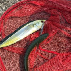 ペンペンダブル