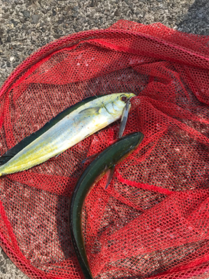 ペンペンダブル