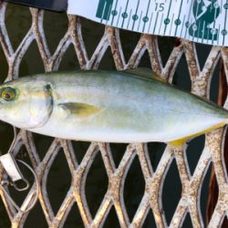 熱中症もなんのその…ショアジギング