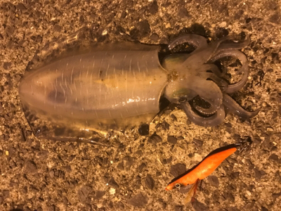 笠戸島でエギング&アジング