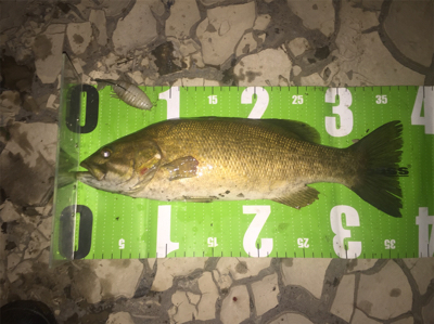 濁り、関係なし