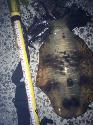 最近調子が良いです