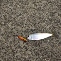 シーバス狙いのはずが…