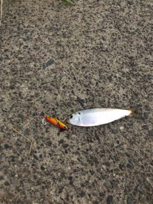 シーバス狙いのはずが…