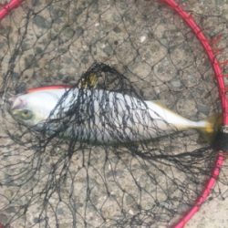 ツバス戻ってきてー