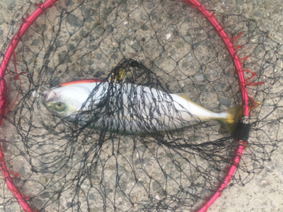 ツバス戻ってきてー