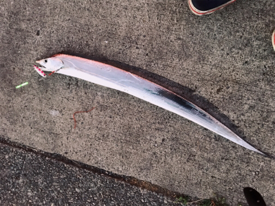 風強かったので！