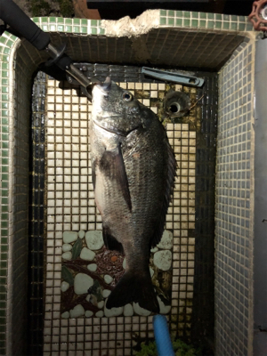 年無しまで後少し！