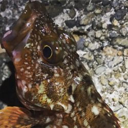 ケンサキ調査→ガシラ釣りに変更