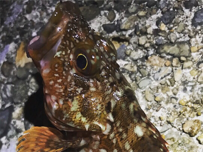 ケンサキ調査→ガシラ釣りに変更