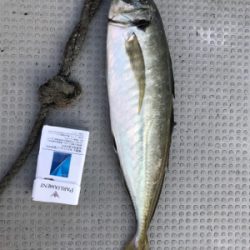 バチコンアジング&イカメタル