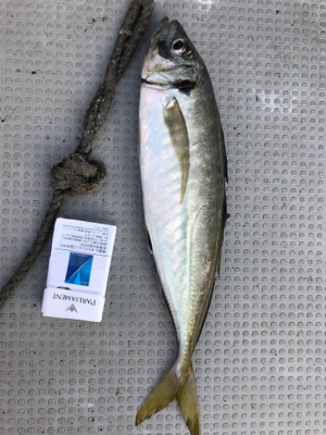 バチコンアジング&イカメタル