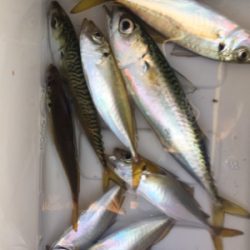 汐見埠頭で5時よりサビキ。いい感じで小アジ。