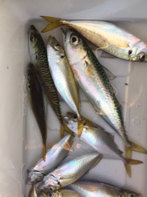 汐見埠頭で5時よりサビキ。いい感じで小アジ…