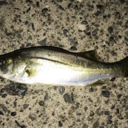 カサゴ狙い！？