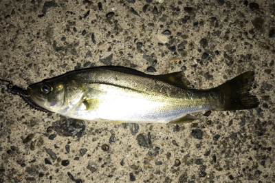 カサゴ狙い！？