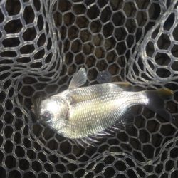 淀川ブリームゲーム マイクロジグヘッドでの攻略