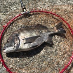 チヌさん留守かな？