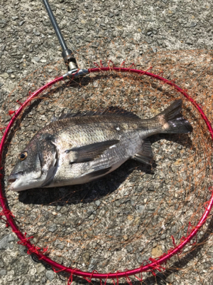 チヌさん留守かな？