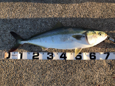 ライトゲーム&ライトショアジギング…