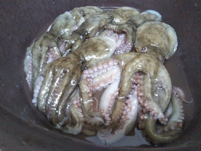 今週もオクトパッシング（南港）