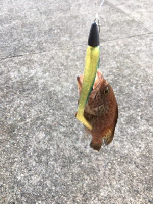 かわいいの釣れた！