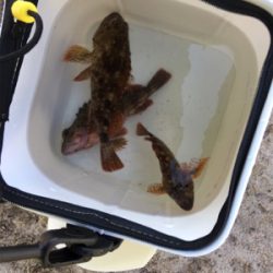 シュノーケリングフィッシング