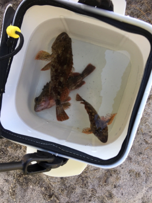 シュノーケリングフィッシング