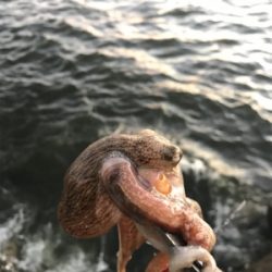 こんな感じです！