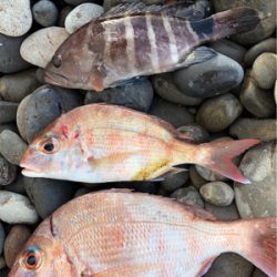 夜釣り○、朝まづめショアジグ△