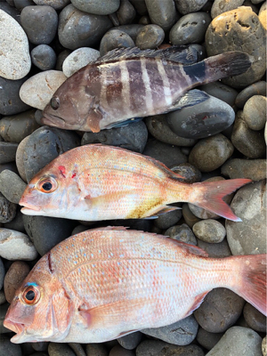 夜釣り○、朝まづめショアジグ△