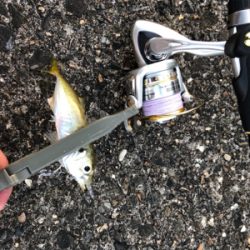 仕事終わりのアジング釣行