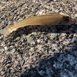 ショアで１年ぶりのアコウと再会！