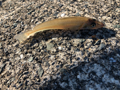 ショアで１年ぶりのアコウと再会！