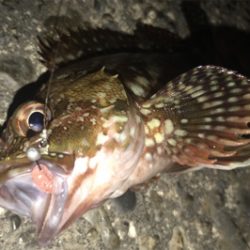 やっぱりカサゴ